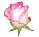   » Click to zoom ->