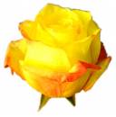   » Click to zoom ->