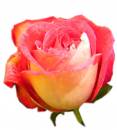   » Click to zoom ->