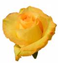   » Click to zoom ->