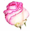   » Click to zoom ->