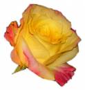   » Click to zoom ->
