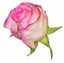   » Click to zoom ->