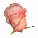   » Click to zoom ->