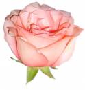   » Click to zoom ->