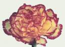   » Click to zoom ->